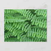 Green Ferns-Natuur Briefkaart (Voorkant)