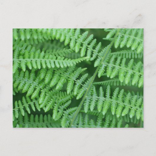 Green Ferns-Natuur Briefkaart (Voorkant)