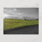 Green Fields-Briefkaart Briefkaart (Voorkant)