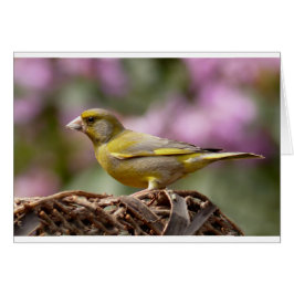 Green Finch