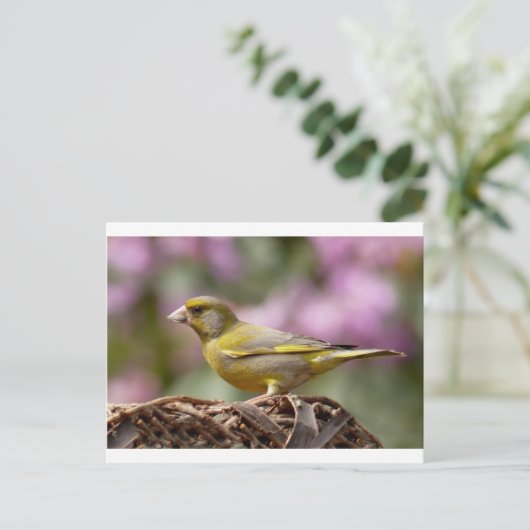 Green Finch Briefkaart (Staand voorkant)