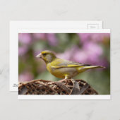 Green Finch Briefkaart (Voorkant / Achterkant)