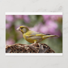 Green Finch Briefkaart