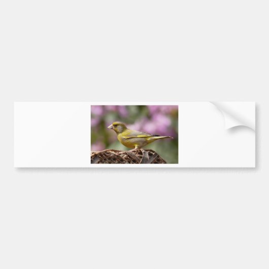 Green Finch Bumpersticker (Voorkant)