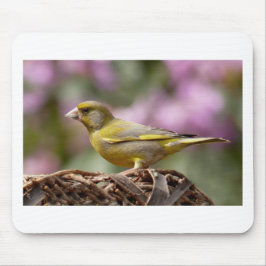 Green Finch Muismat