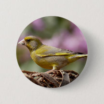 Green Finch