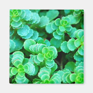 Green Floral Abstract Magneet