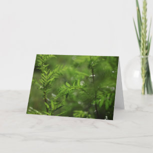 Green Floral Common Tansy Natuur Foto Kaart