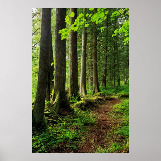 Green Forest Trail Schilderachtig Poster (Voorkant)
