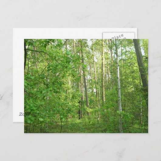 Green Forrest Briefkaart (Voorkant / Achterkant)