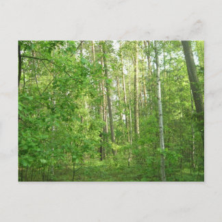 Green Forrest Briefkaart