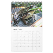 Green Frogs Calendar 2016 Kalender (Jan 2026)