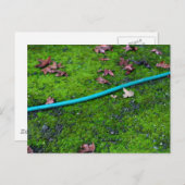 Green Garden Snake Hose Briefkaart (Voorkant / Achterkant)