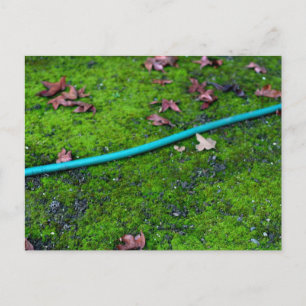 Green Garden Snake Hose Briefkaart
