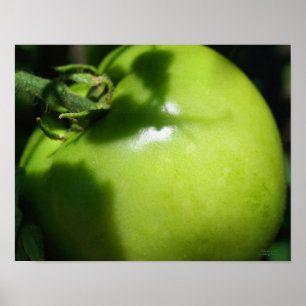 Green Garden Tomato Poster