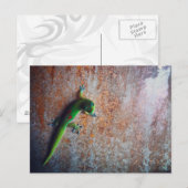 Green Gecko Briefkaart (Voorkant / Achterkant)