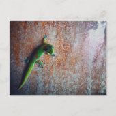 Green Gecko Briefkaart (Voorkant)