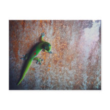Green Gecko Briefkaart