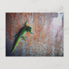 Green Gecko Briefkaart