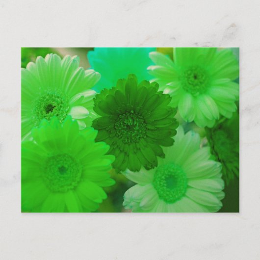 Green Gerbera Daisy Flower Photo Art Briefkaarten (Voorkant)