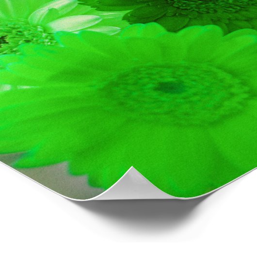 Green Gerbera Daisy Flowers Wall Art Poster (Hoek)