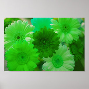 Green Gerbera Daisy Flowers Wall Art Poster