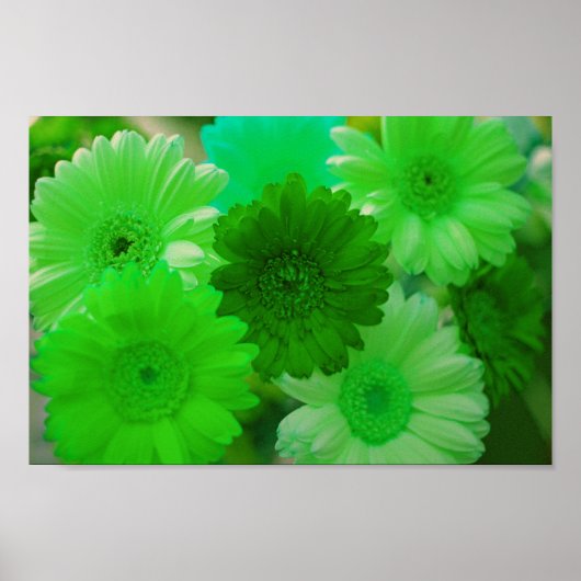 Green Gerbera Daisy Flowers Wall Art Poster (Voorkant)
