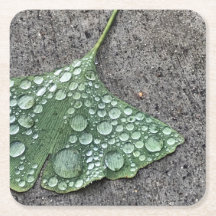 Green Ginko Leaf met Water Droplets