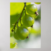 Green Gooseberries CC0208 Wake Up Poster (Voorkant)