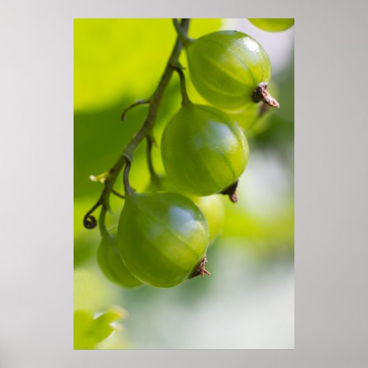 Green Gooseberries CC0208 Wake Up Poster (Voorkant)