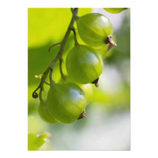 Green Gooseberries Wake Up CC0306 Photo Print Foto Afdruk (Voorkant)