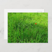 Green Grass Briefkaart (Voorkant / Achterkant)