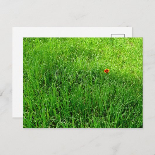 Green Grass Briefkaart (Voorkant / Achterkant)