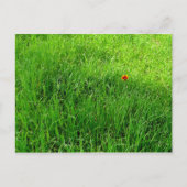 Green Grass Briefkaart (Voorkant)