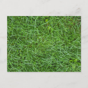 Green Grass Briefkaart