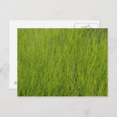 Green Grass Briefkaart (Voorkant / Achterkant)