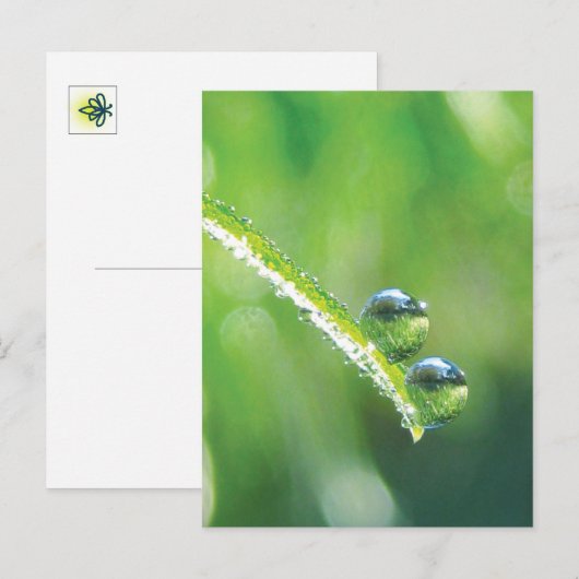 Green Grass With Dew Drops Reflecting Earth Briefkaart (Voorkant / Achterkant)