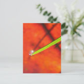 Green Grass with Dew, Red and Green Nature Briefkaart (Staand voorkant)