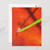 Green Grass with Dew, Red and Green Nature Briefkaart (Voorkant / Achterkant)