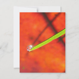Green Grass with Dew, Red and Green Nature Briefkaart