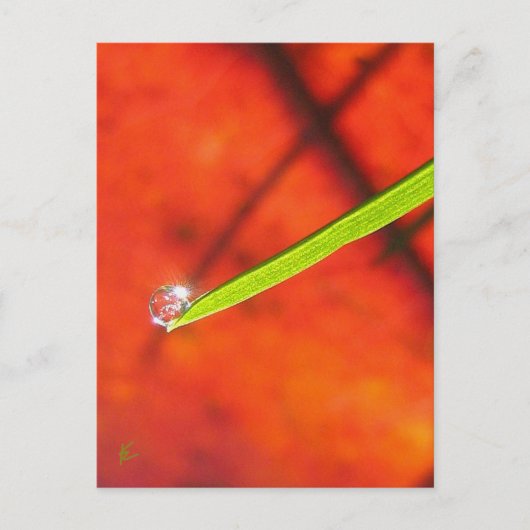 Green Grass with Dew, Red and Green Nature Briefkaart (Voorkant)