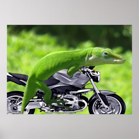 Green Hawaiian Gecko Rider Poster (Voorkant)