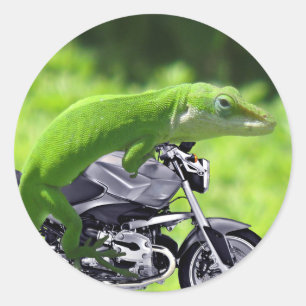 Green Hawaiian Gecko Rider Ronde Sticker