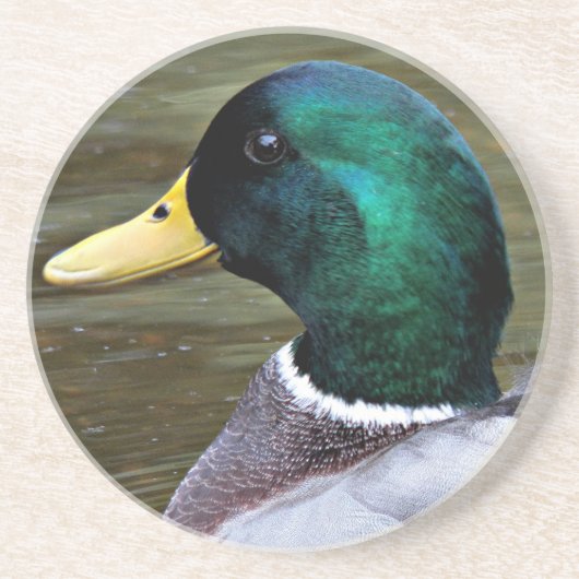 Green Headed Mallard Duck Photo Sandstone Zandsteen Onderzetter (Voorkant)