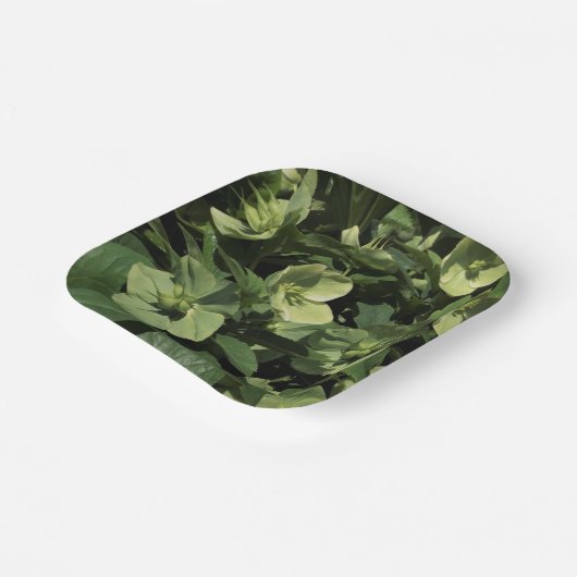 Green Hellebore Papieren Bordje (Gebogen)