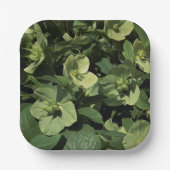 Green Hellebore Papieren Bordje (Voorkant)