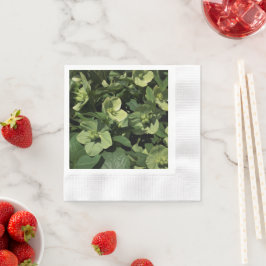 Green Hellebore Servet