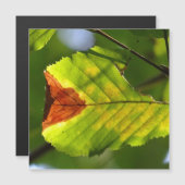 Green Herfst Leaf (Voorkant / Achterkant)