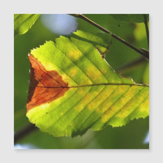 Green Herfst Leaf (Voorkant)
