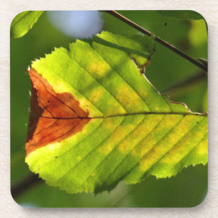 Green Herfst Leaf Bier Onderzetter